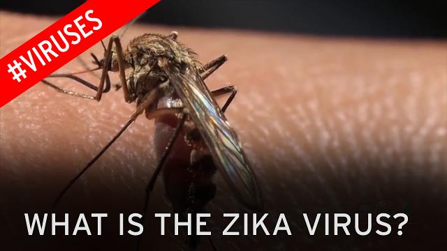 Global scientific community to share data on Zika virus