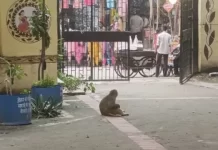 Monkey Menace at Delhi Civic Hospital: Multiple Bite Incidents Trigger Safety Concerns at Bulaki Daas Ayushman Arogya Mandir in Shahdara Monkey in Hospital