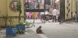 Monkey Menace at Delhi Civic Hospital: Multiple Bite Incidents Trigger Safety Concerns at Bulaki Daas Ayushman Arogya Mandir in Shahdara Monkey in Hospital