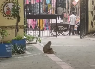 Monkey Menace at Delhi Civic Hospital: Multiple Bite Incidents Trigger Safety Concerns at Bulaki Daas Ayushman Arogya Mandir in Shahdara Monkey in Hospital