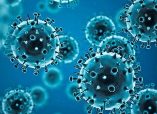 COVID-19 Alert: Andhra Pradesh Reports Two Deaths, Tamil Nadu Rules Out New Dangerous Variant Covid 19 Cases