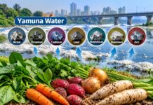 Yamuna Vegetables Show High Heavy Metal Levels: Delhi University Study Raises Cancer Risk Concerns Heavy Metals in Yamuna water
