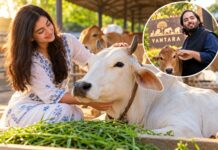 Cow Care and Mental Health: Scientific Studies Explore the Benefits of Human-Animal Interaction Can Serving Cows Reduce Stress? What Scientific Research Reveals